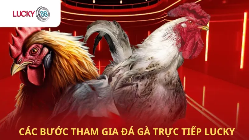 Các Bước Tham Gia Đá Gà Trực Tiếp Lucky