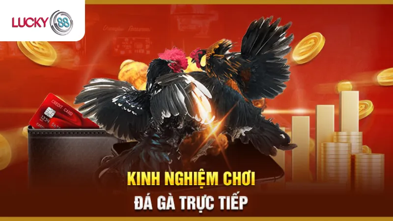 Kinh Nghiêm Chơi Đá Gà Thomo Lucky88