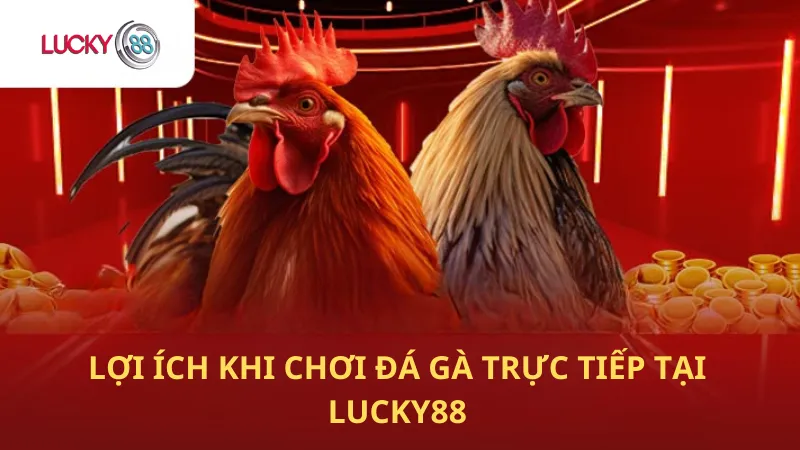 Lợi Ích Khi Chơi Đá Gà Trực Tiếp Tại Lucky88