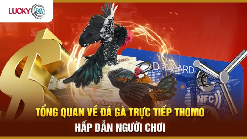 Tổng Quan Về Đá Gà Thomo Lucky88